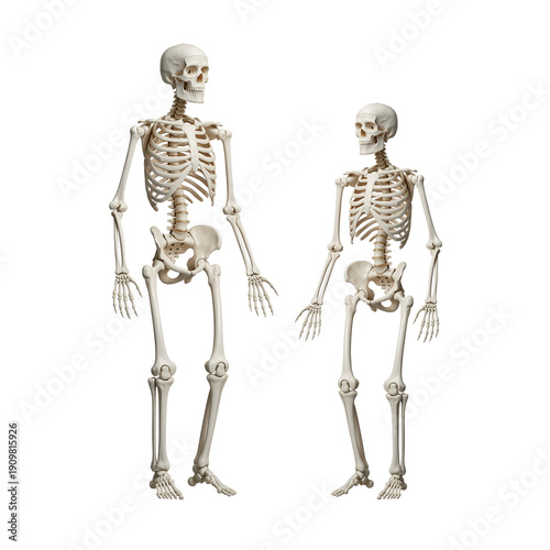 Human Skeleton 3D Render Front View Transparent