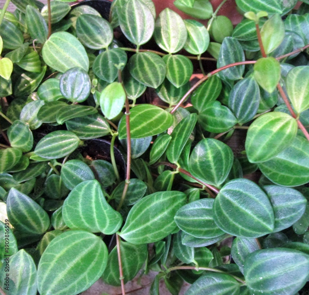 Fototapeta premium 観葉植物・ペペロミアの葉のアップ