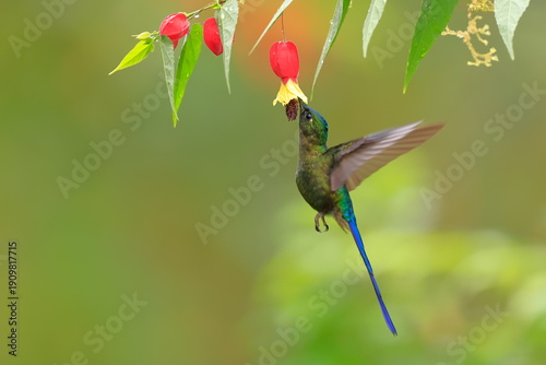 Obraz na płótnie Violet-tailed Sylph - male, Aglaiocercus coelestis,  Ecuador