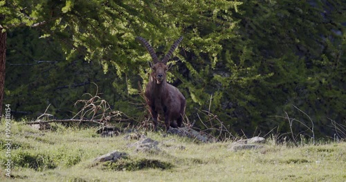 Alpine ibex looking near a tree