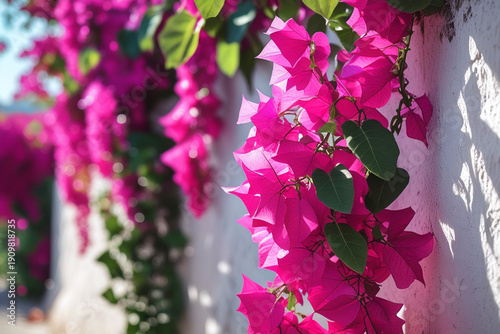Blooming Bougainvillea on Sunlit Mediterranean Wall – Summer Travel Vibes
