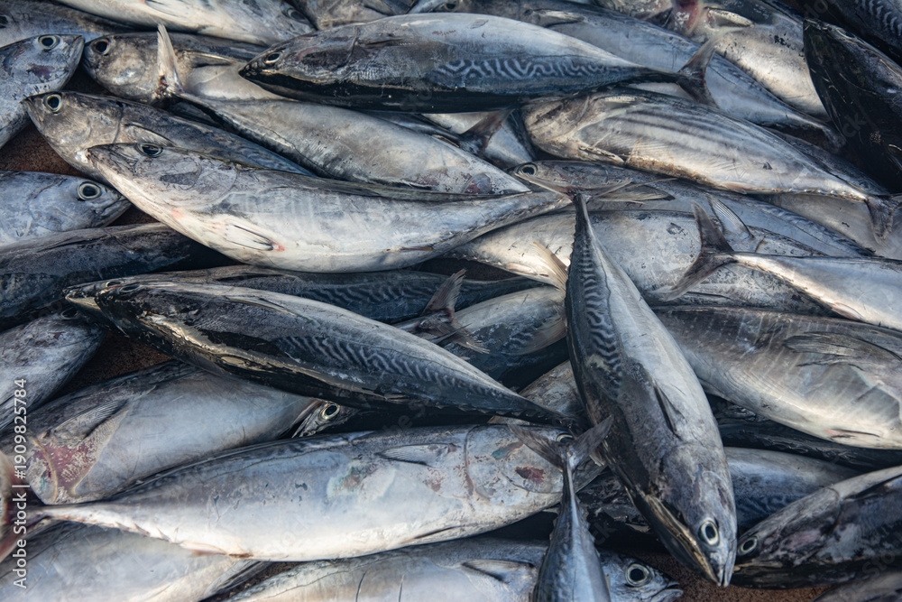 Obraz premium Fresh Tuna Fish at Seafood Market