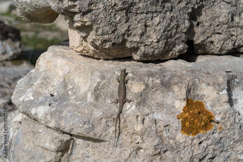 Φωτογραφία Lizard on ancient ruins of Olympia, Greece