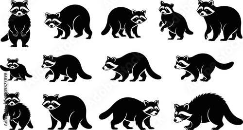 Comprehensive Collection of Raccoon Silhouettes Featuring Various Poses Like Sitting Standing and Walking Isolated Vector Illustrations for North American Wildlife and Forest Nature Graphic Design
