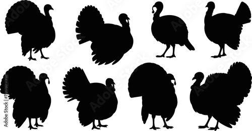 Set of turkey bird silhouettes, wild gobbler poultry illustrations in various poses for Thanksgiving Day celebration, holiday dinner themes, farming and wildlife vector graphics.