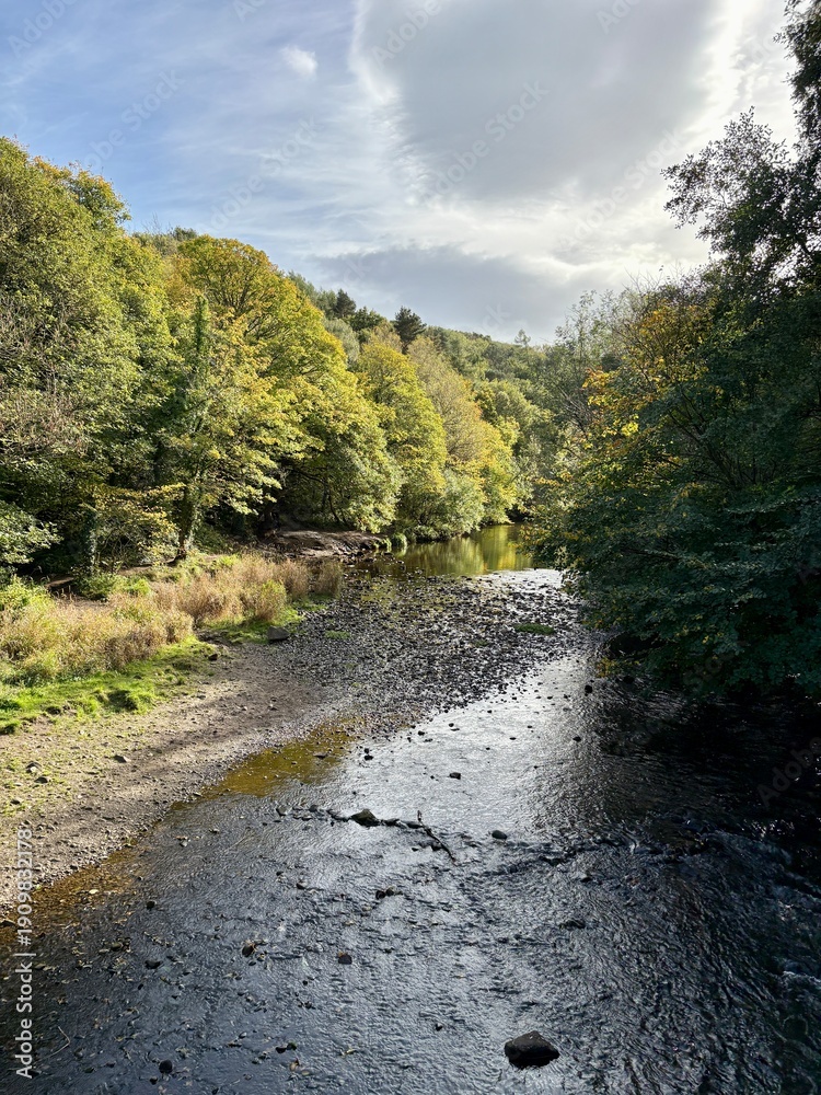 Fototapeta premium Shallow woodland creek winding through a forest in early autumn, with golden and green foliage reflecting on calm water and a rocky streambed beneath soft daylight in nature scene.