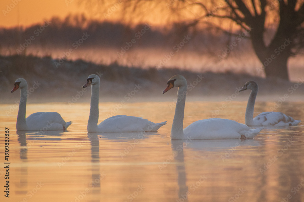 Fototapeta premium swans on the lake