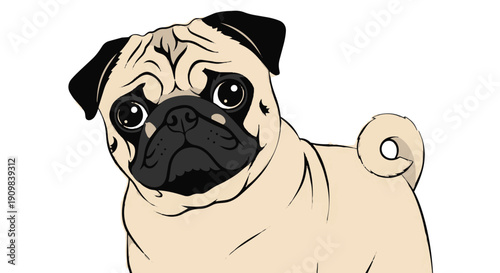 Cute pug dog with black face and curled tail