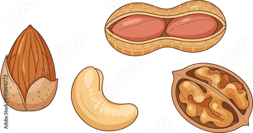 Set of 4 nut illustrations including almond, peanut, cashew, and walnut in cartoon style with shells and seeds