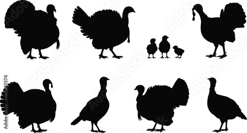 Collection of black turkey silhouettes showing adult birds and chicks in standing poses for thanksgiving holiday and farm animal concept