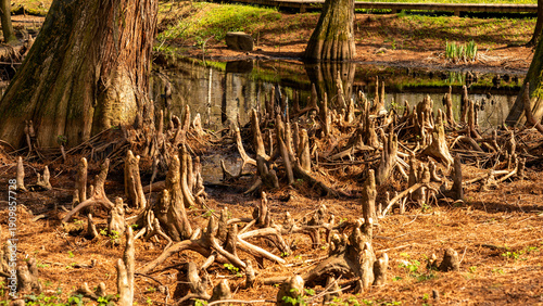 taxodium roots, also known as pneumatophores, which sprout from the ground and grow upward to breathe, creating an almost alien or fairy-tale landscape