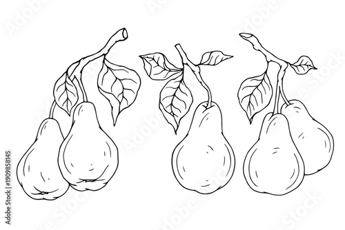 A collection of sketches of seasonal fruits, pears. Simple vector elements.