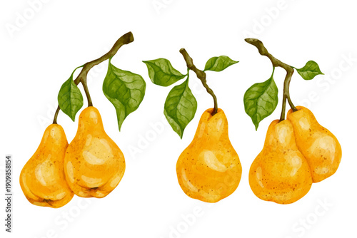 Collection of ripe, juicy seasonal fruits, yellow pears. Simple vector elements.