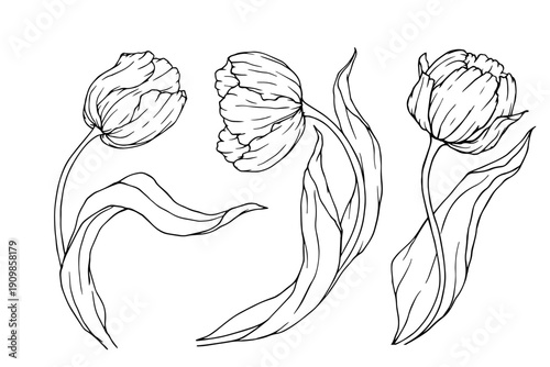 Set of spring flower sketches: tulips. Vector botanical elements.