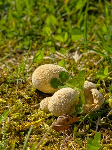 Funghi