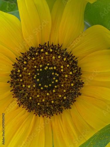 Fiore
