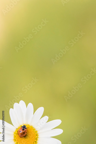 Coccinella