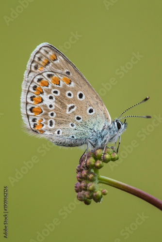 Farfalla