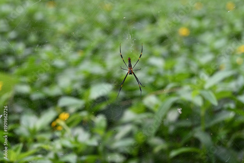Ventral view of a female giant golden orb weaver sitting on its web near a lawn area