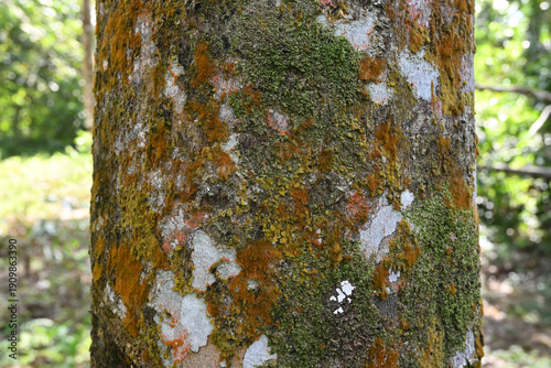 View of the surface of a rubber tree trunk covered in colorful moss and lichen