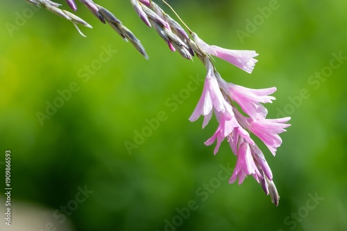 Canvas Print Close up of an angels fishing rod (dierama pulcherrimum) flower in bloom