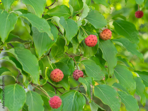 Die Aufnahme zeigt reife Früchte an kleinen Zweigen des Asiatischen Blüten-Hartriegels (Cornus kousa var. chinensis).