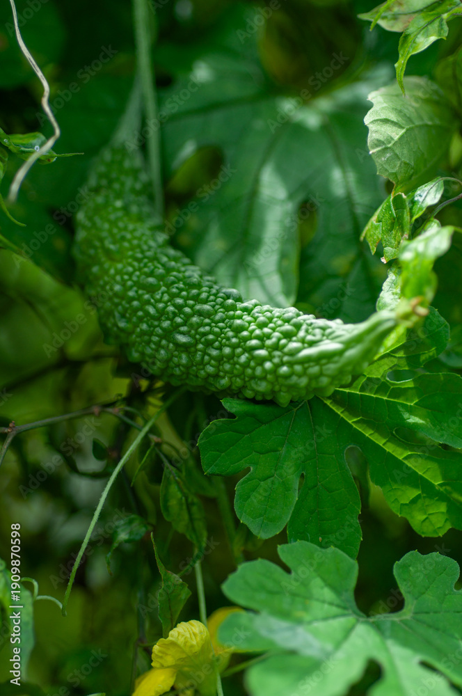 Obraz premium Momordica charantia fruit growing on climber, green bitter gourd surrounded by foliage, outdoor tropical agriculture scene.