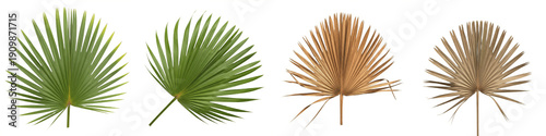 Fan Palm Leaf PNG Isolated White Background, Green and Dried Brown Tropical Frond Set, Palmetto Botanical Foliage Collection, Realistic Jungle Plant Clipart
