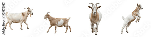 Boer Goat PNG Isolated White Background, Domestic Farm Goat Collection, Jumping and Standing Billy Goat Set, Livestock Agriculture Clipart, Caprine Animal Element