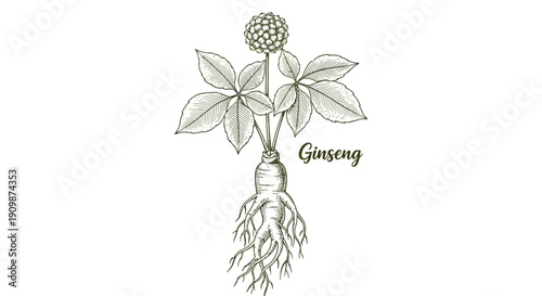 Detailed illustration of ginseng plant with visible roots and flowers from a botanical viewpoint.