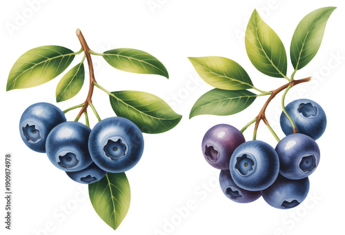 Fresh garden blueberries with leafy branch composition in delicate hand-painted watercolor.