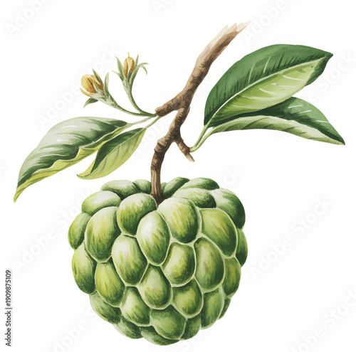 Hand painted custard apple with leafy branch and delicate blossoms in soft botanical watercolor style.