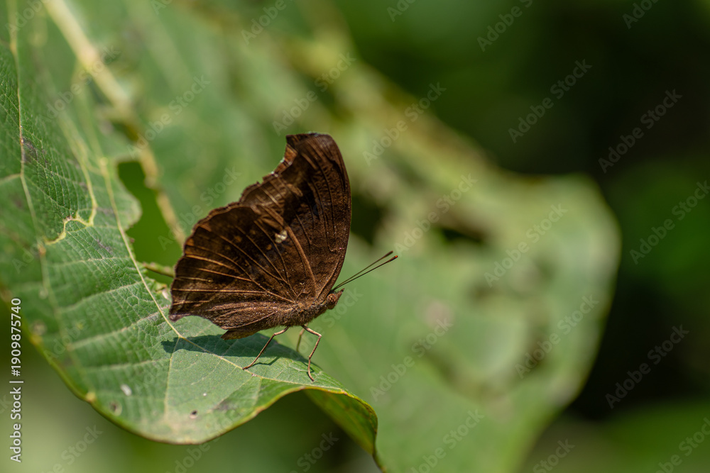 Fototapeta premium Common Evening Brown butterfly resting on the leaf.