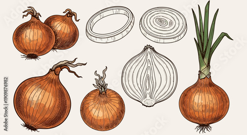Assorted onions and onion illustrations displayed together on a plain white surface from a straightforward viewpoint