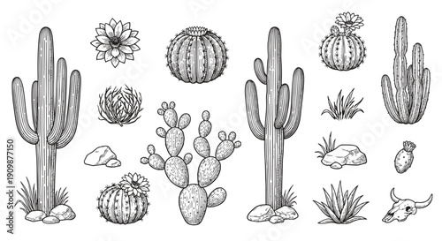 Black and white detailed illustrations of various cacti, succulents, and rocks arranged in a desert theme composition