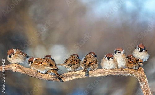 flock of funny birds plump sparrows sitting on a branch side by side in a sun...