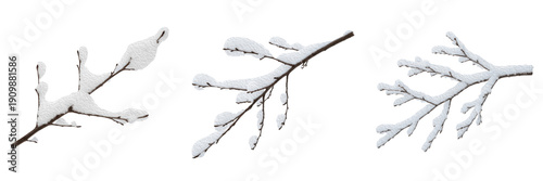 Set and Collection of Snow Covered Tree Branches, Winter Frosty Twigs and Shrub Elements, Realistic Icy Nature Details isolated on white transparent PNG background