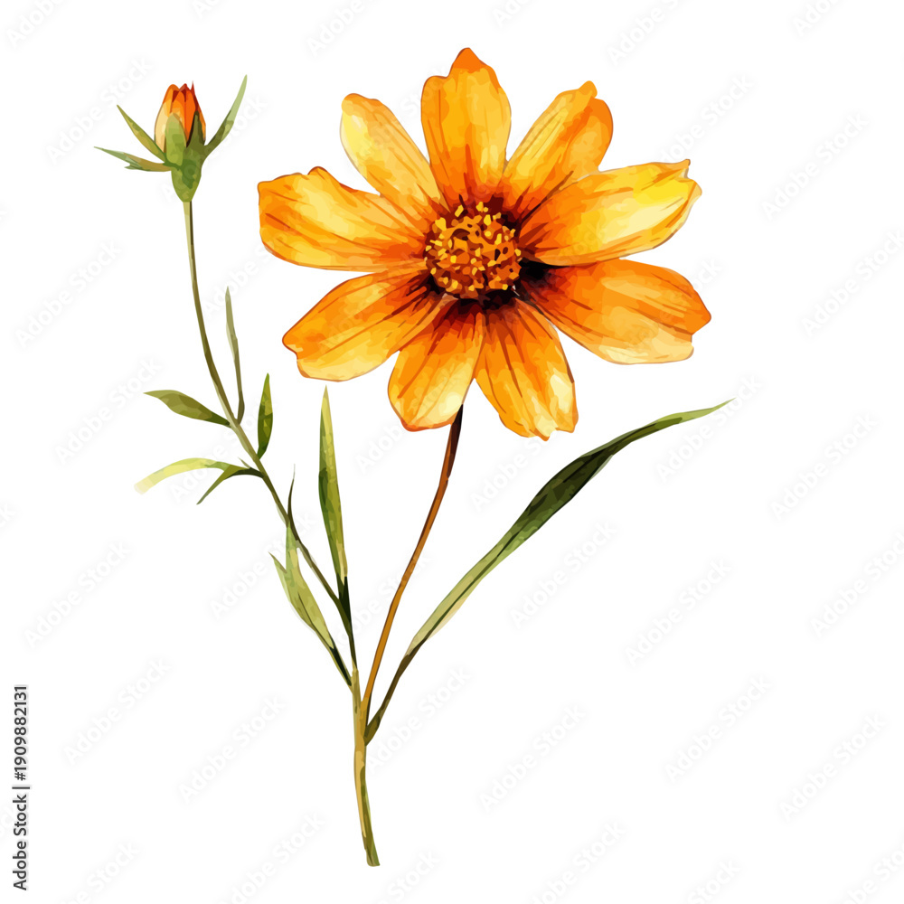 Obraz premium Coreopsis Flower, watercolor drawing, vector isolated on a white background.