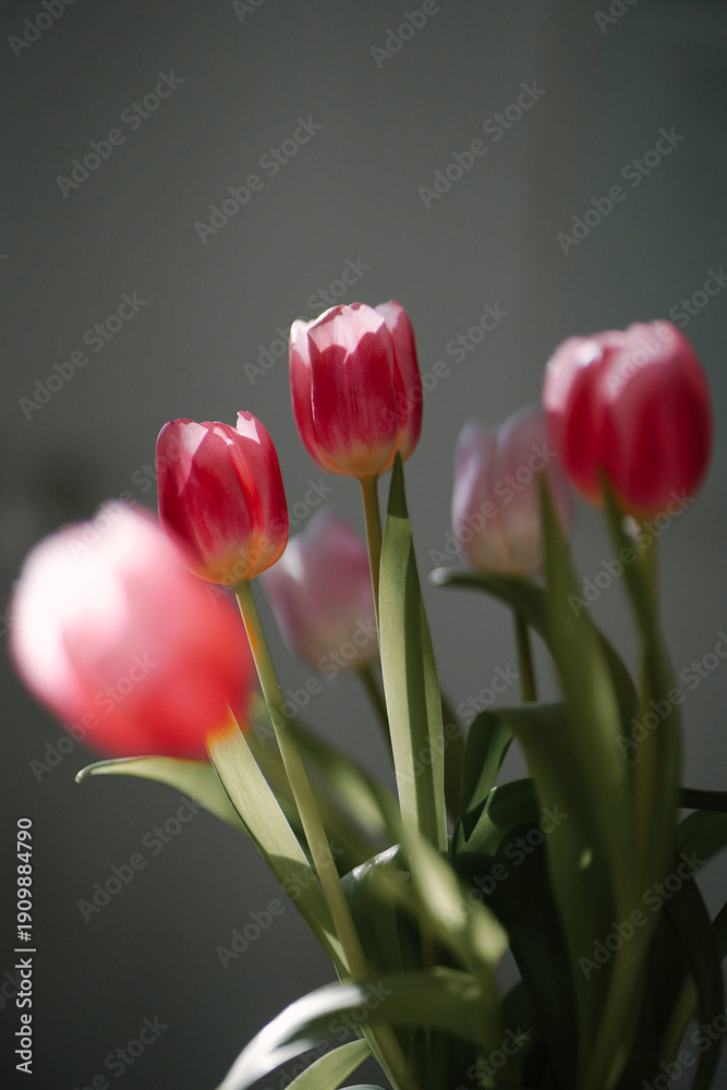 Fototapeta premium Bright bunch of beautiful pink tulips blooming on the sun. Spring flowers with copy space