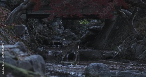 Deer standing in nearly dry stream of autumn park in Japan - dusk