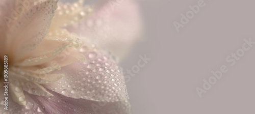 Wallpaper Mural Smoke close-up selective soft focus cream pink Flower bud Petals with water Drops. Natural blur beige pastel horizontal background. Torontodigital.ca