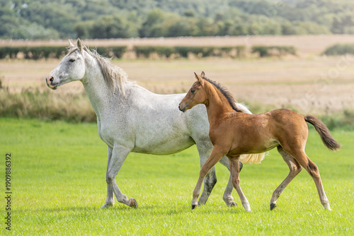mare and foal