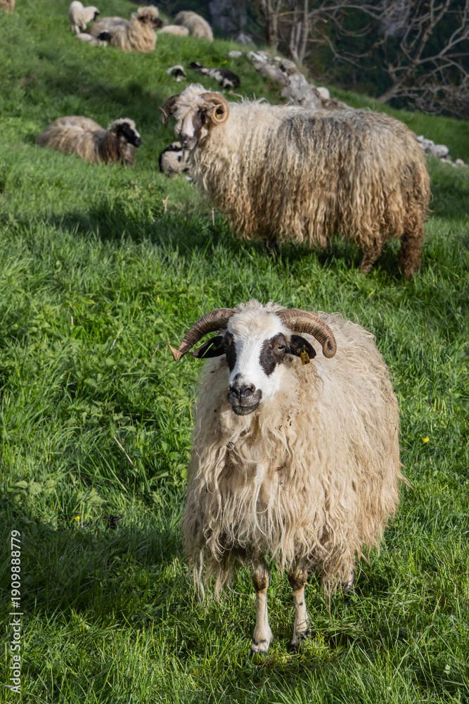 Fototapeta premium Sheep in a meadow in the mountains of Bosnia and Herzegovina.