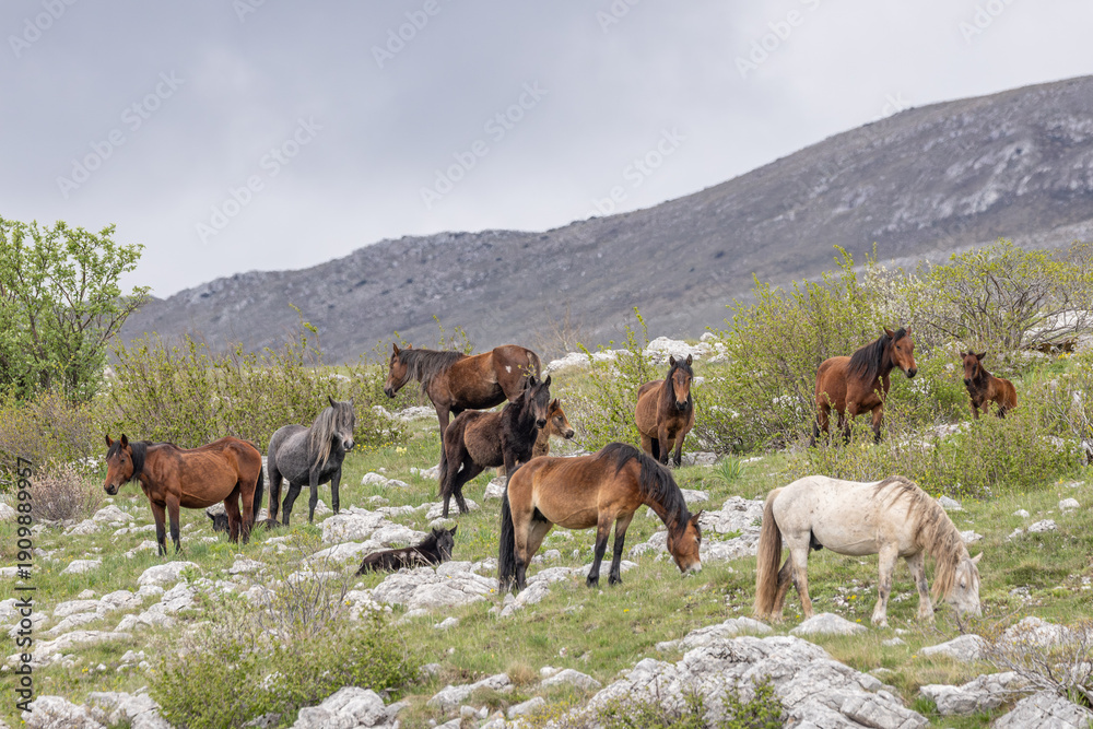 Obraz premium Wild horses on Cincar Mountain near Livno.