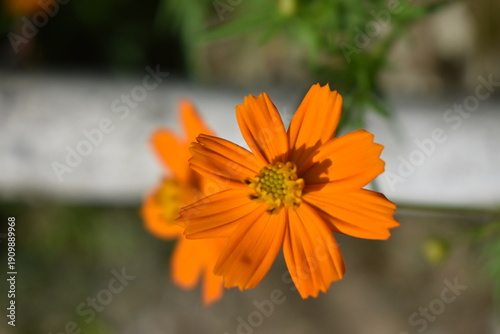 Cosmos Naranja / Cosmos Azufrado