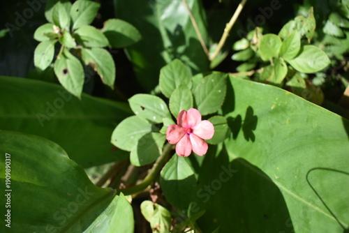 Alegría del hogar / Impatiens 
