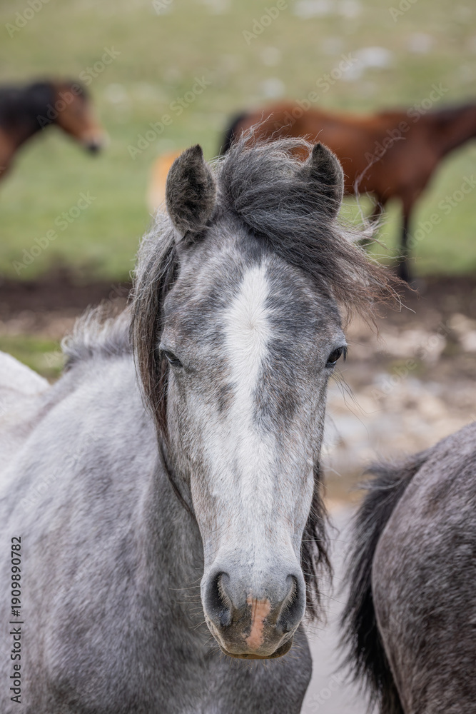 Fototapeta premium Wild horses on Cincar Mountain near Livno.