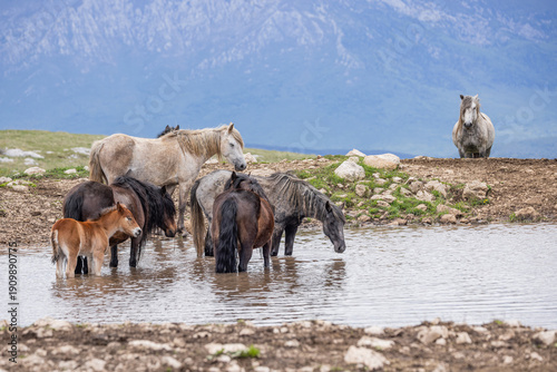 Foto Wild horses on Cincar Mountain near Livno.