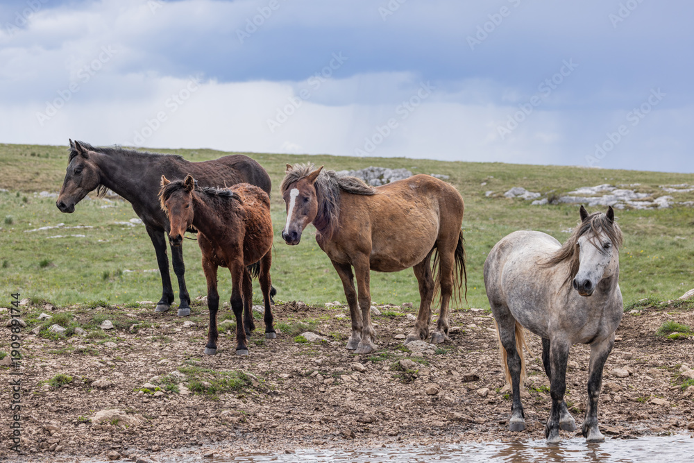 Obraz premium Wild horses on Cincar Mountain near Livno.