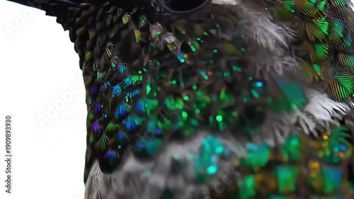 Macro Detail of Iridescent Hummingbird Feathers Shimmering with Vibrant Colors